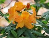 genus Rhododendron