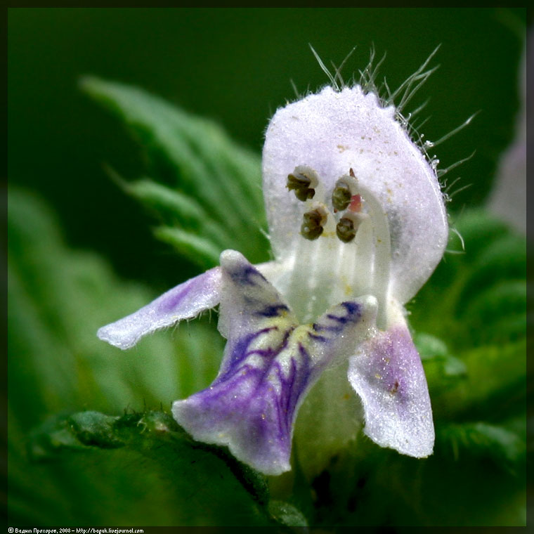 Изображение особи Galeopsis bifida.