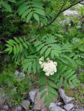 Sorbus aucuparia. Верхушка ветви с соцветием. Северная Осетия, Ирафский р-н, долина р. Танадон, ≈ 1800 м н.у.м., каменистый берег реки. 06.07.2016.