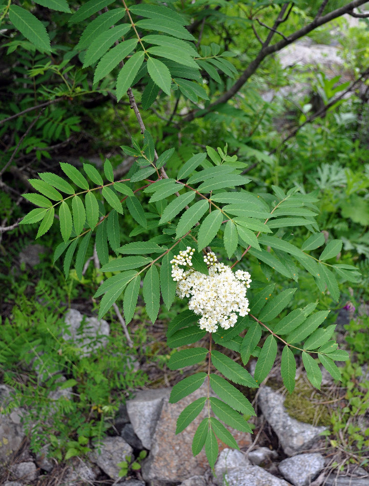 Image of Sorbus aucuparia specimen.