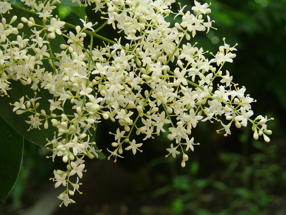 Image of Syringa amurensis specimen.