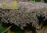 род Evernia