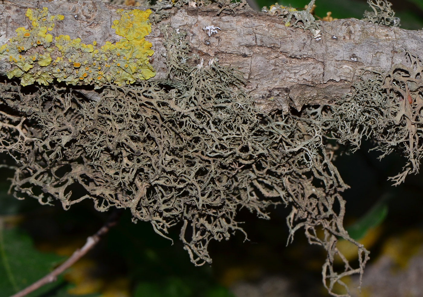 Image of genus Evernia specimen.