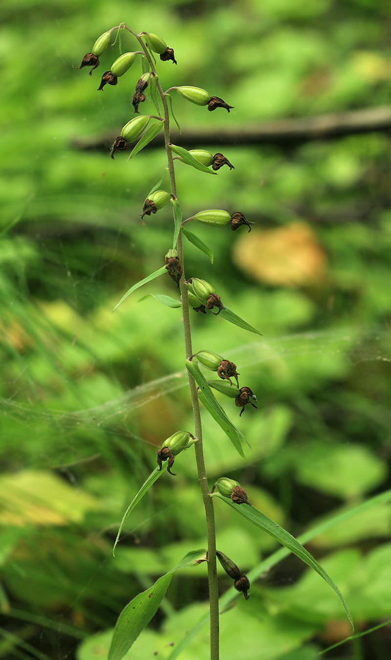 Image of Epipactis papillosa specimen.