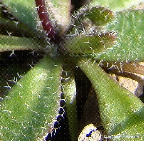 Image of Erophila verna specimen.