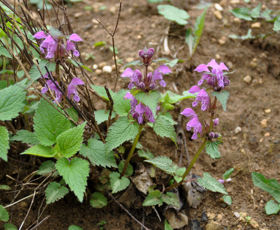 Image of Lamium maculatum specimen.