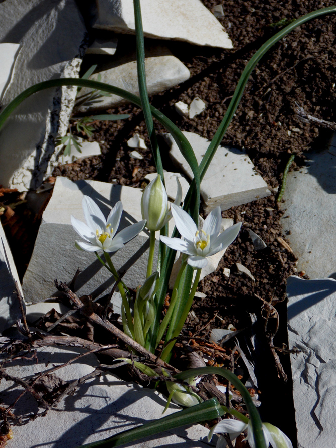 Image of Ornithogalum woronowii specimen.