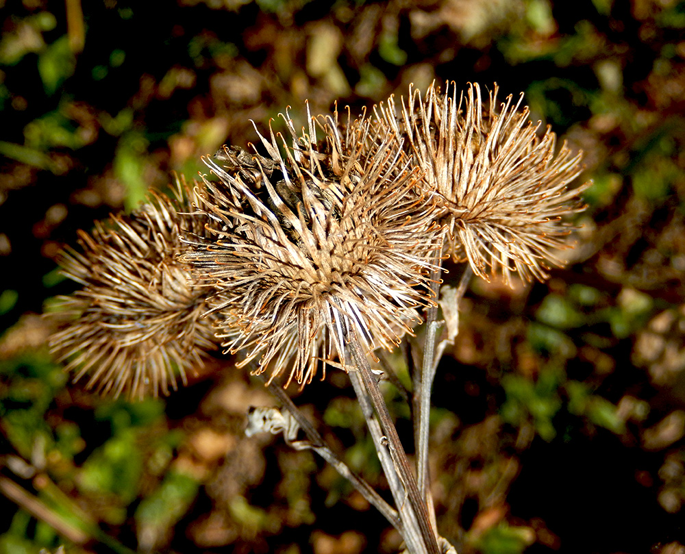 Image of Arctium lappa specimen.