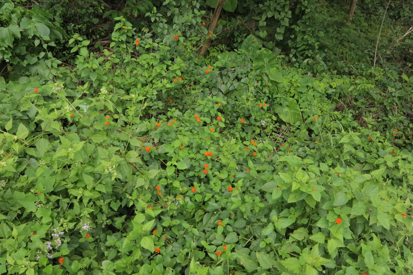 Изображение особи Lantana camara.