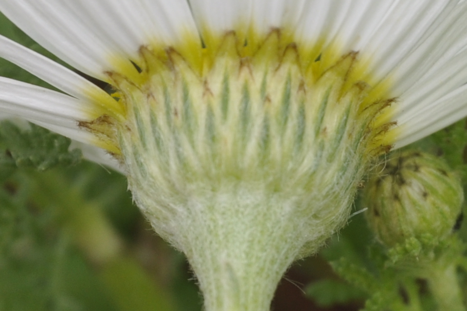Изображение особи род Anthemis.