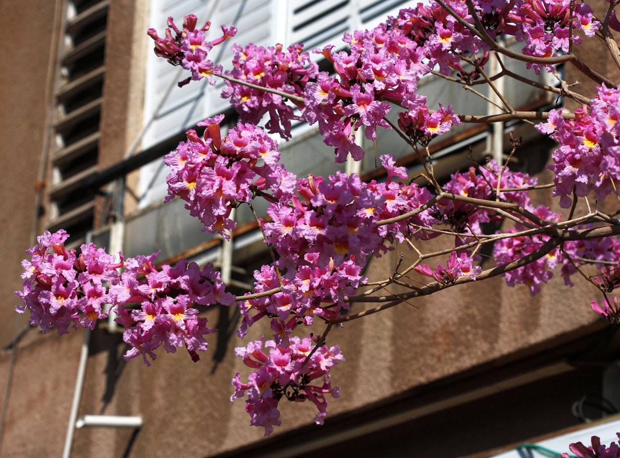 Изображение особи Tabebuia impetiginosa.