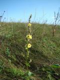 Verbascum marschallianum. Верхушка цветущего растения. Пензенская обл., Мокшанский р-н, окр. с. Подгорное, луг на склоне оврага. 10 августа 2016 г.
