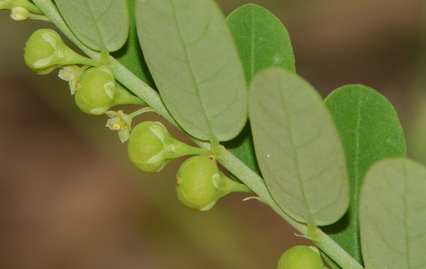 Изображение особи Phyllanthus amarus.