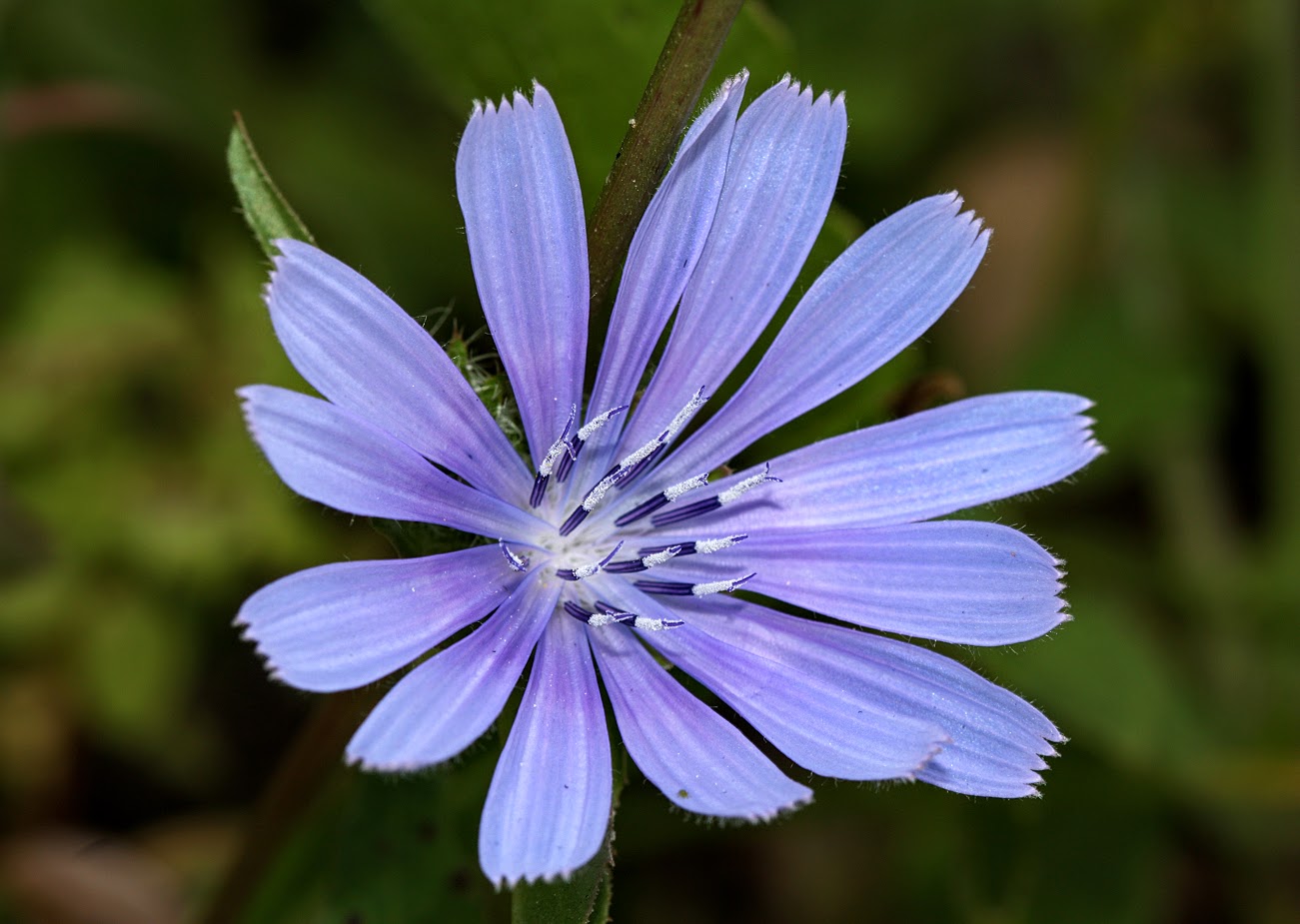 Изображение особи Cichorium endivia.