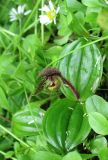 Cypripedium micranthum