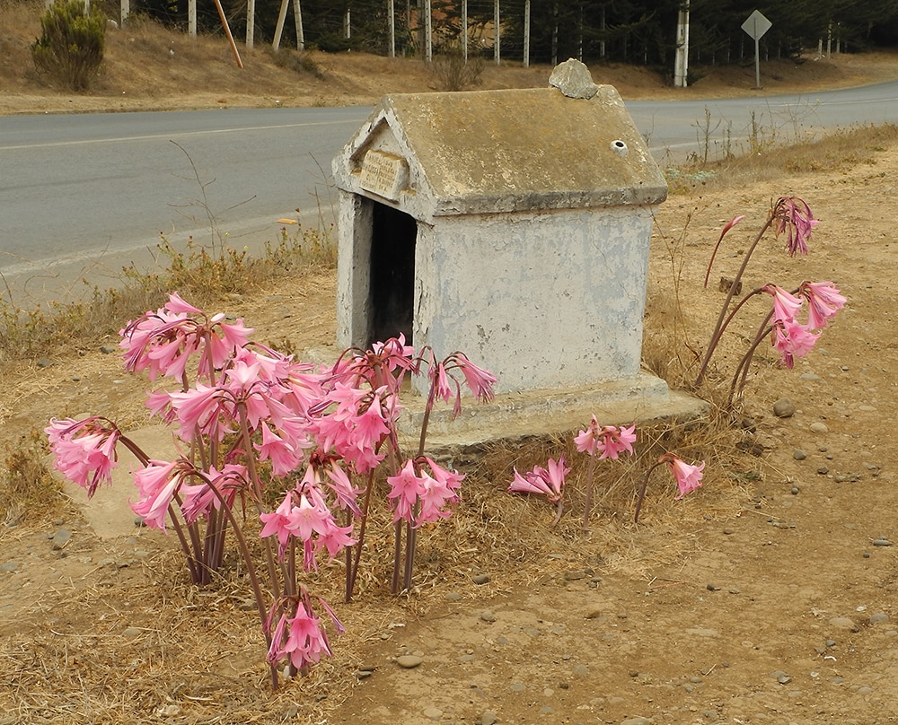 Изображение особи Amaryllis belladonna.