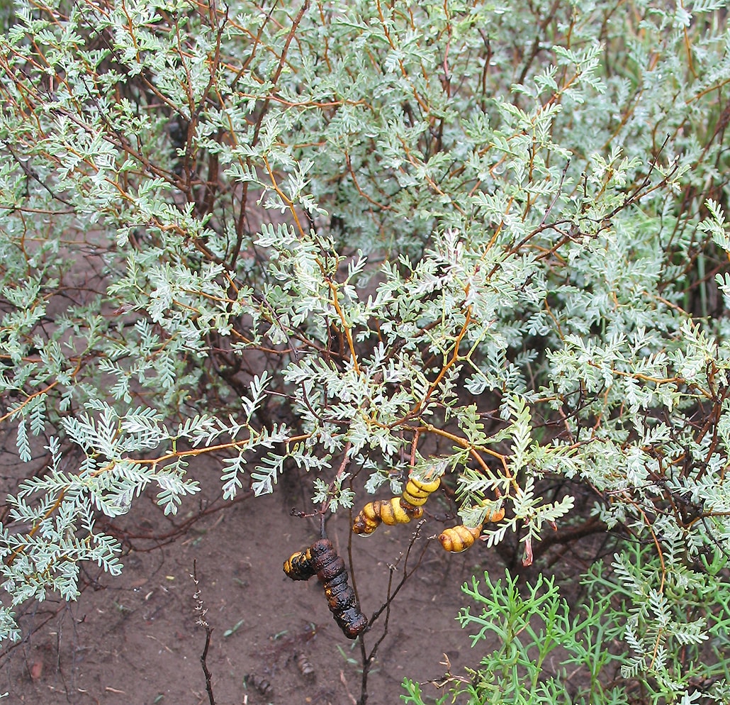 Изображение особи Prosopis strombulifera.