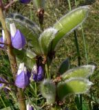 Image of taxon representative. Author is Сергей Глотов