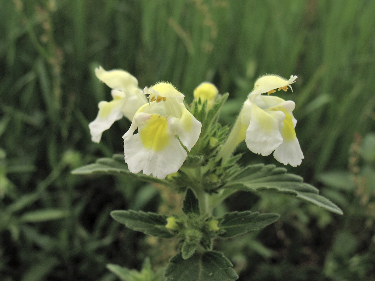 Изображение особи Galeopsis segetum.