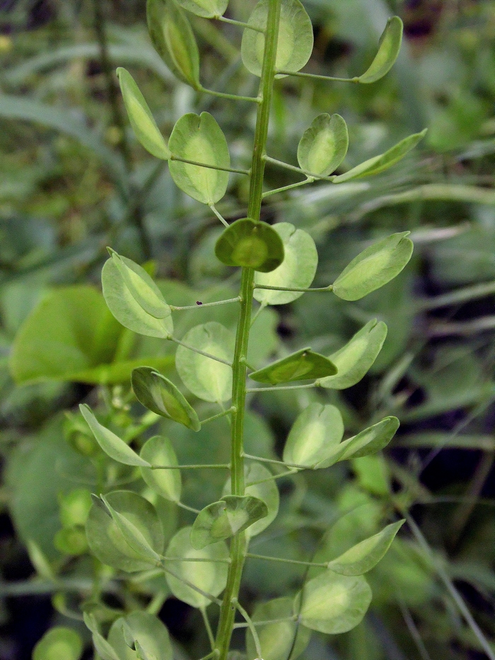 Image of Thlaspi arvense specimen.