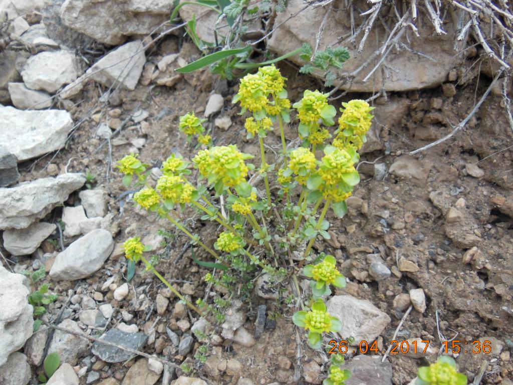 Image of Cruciata sevanensis specimen.