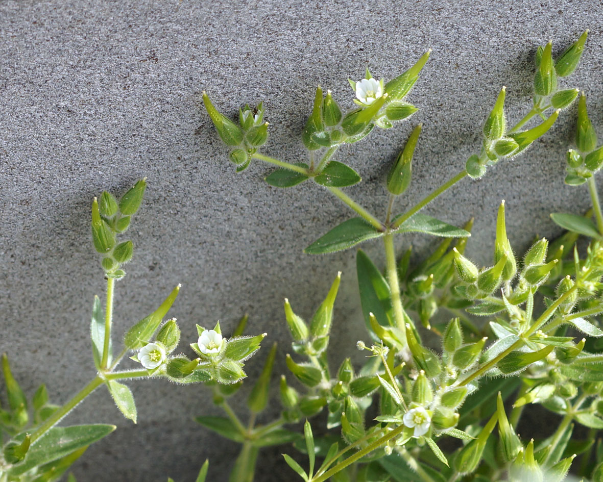 Image of Cerastium dichotomum specimen.