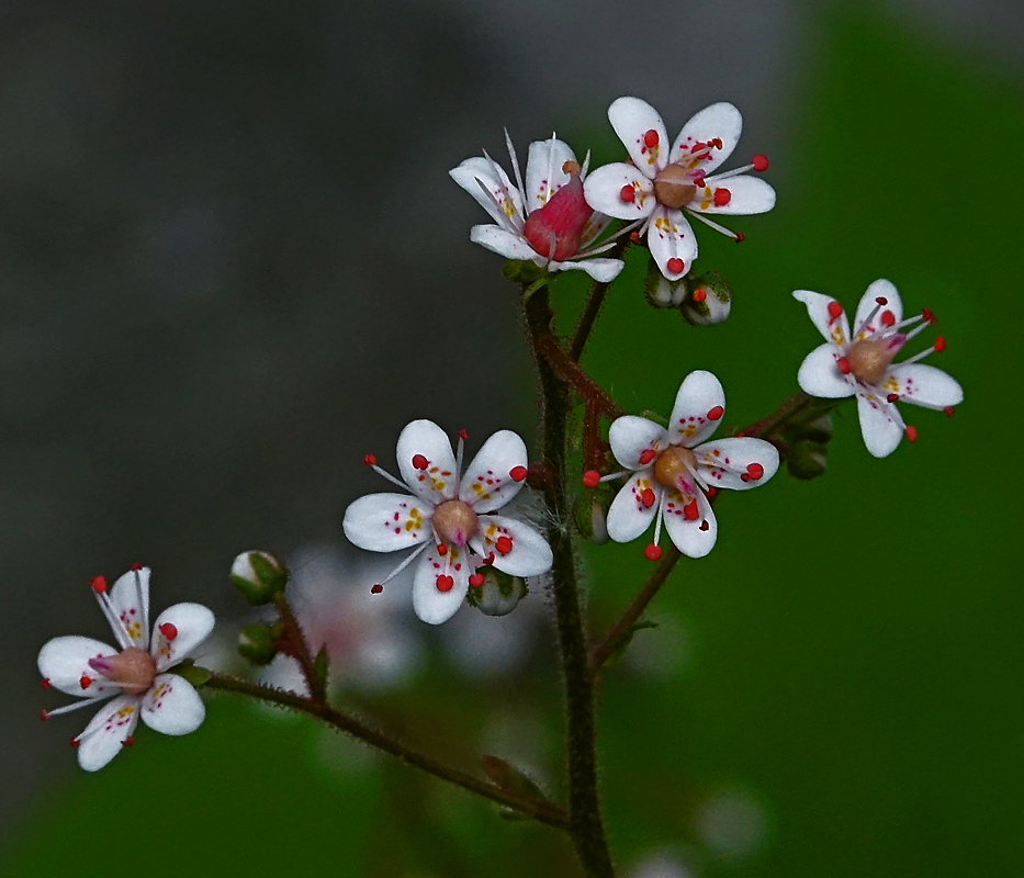Image of Saxifraga umbrosa specimen.