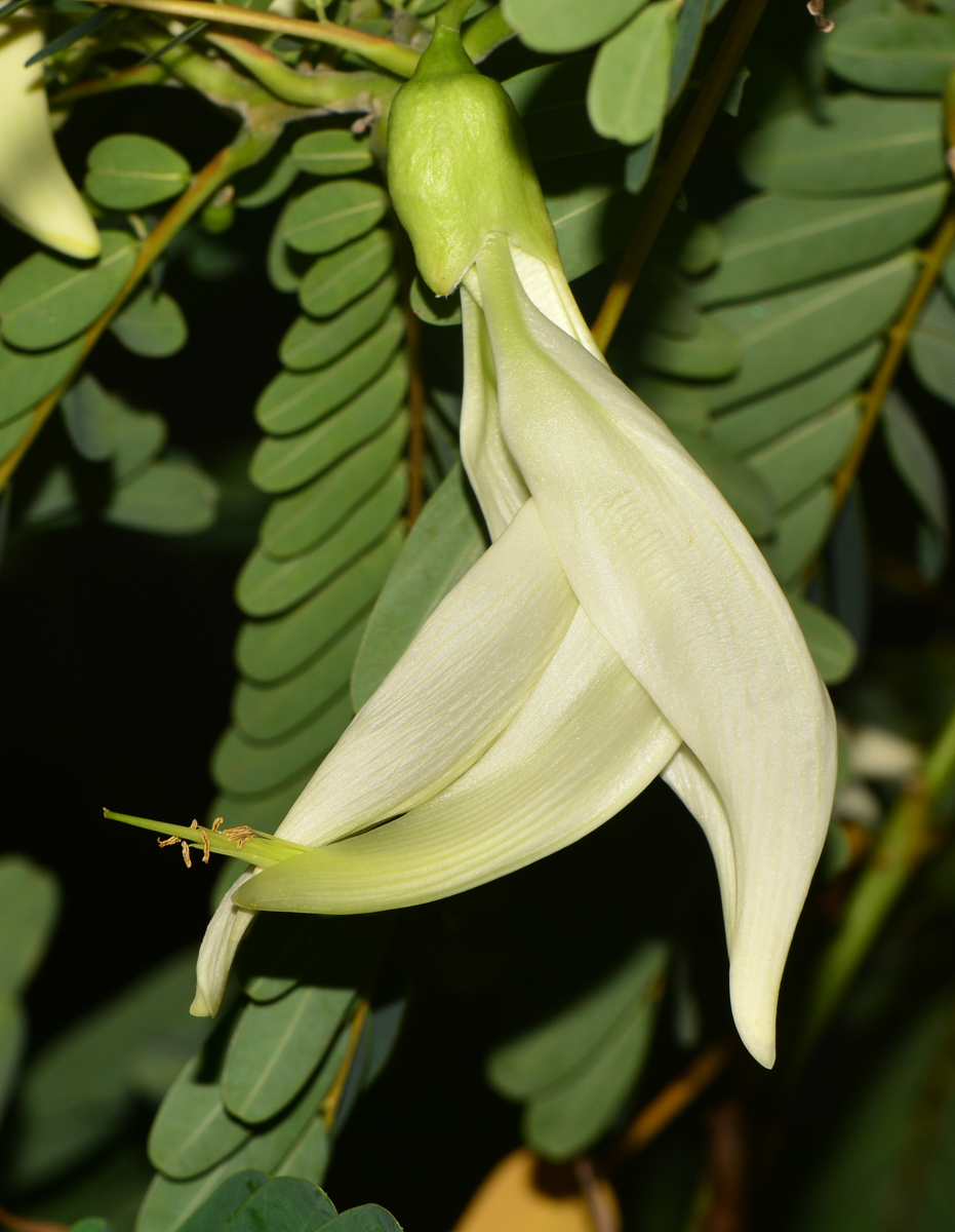 Изображение особи Sesbania grandiflora.