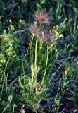 Pulsatilla orientali-sibirica