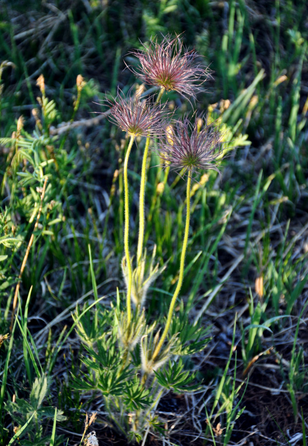 Image of Pulsatilla orientali-sibirica specimen.