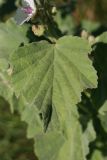 Althaea officinalis