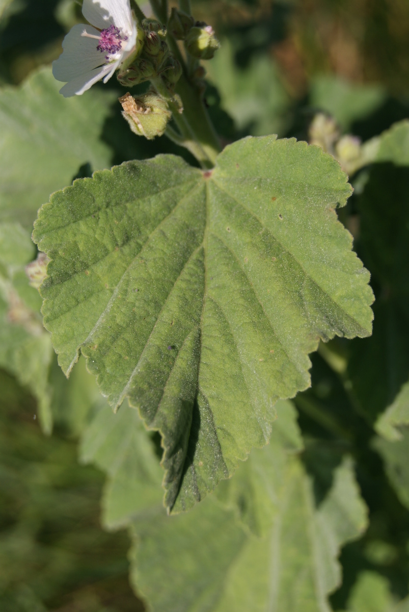 Изображение особи Althaea officinalis.