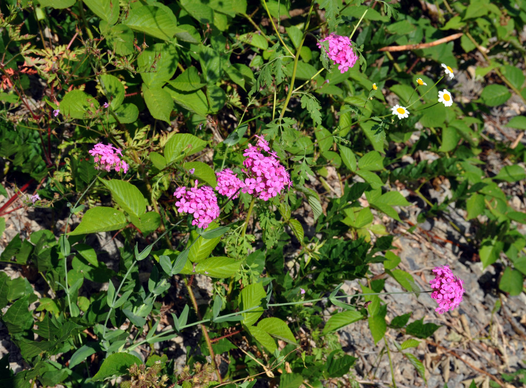 Image of Silene compacta specimen.