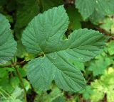 Humulus lupulus