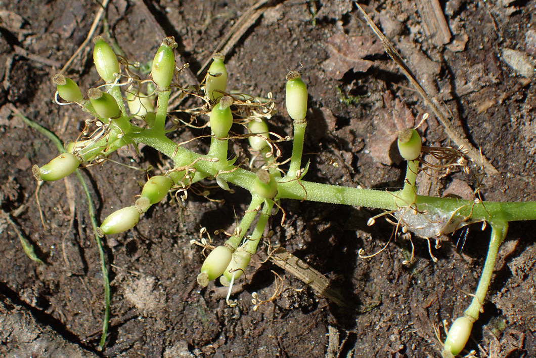 Изображение особи Actaea spicata.