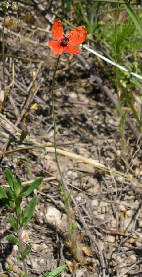 Image of genus Papaver specimen.