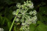 Angelica sylvestris