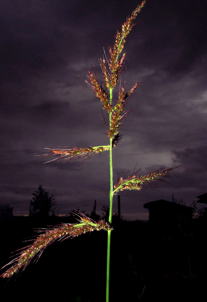 Изображение особи Echinochloa occidentalis.