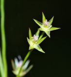 Juncus tenuis