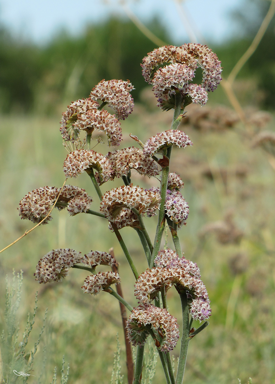 Image of Goniolimon eximium specimen.