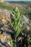Bromus hordeaceus. Соцветие. Крым, Керченский п-ов, м. Зюк. 2 мая 2010 г.