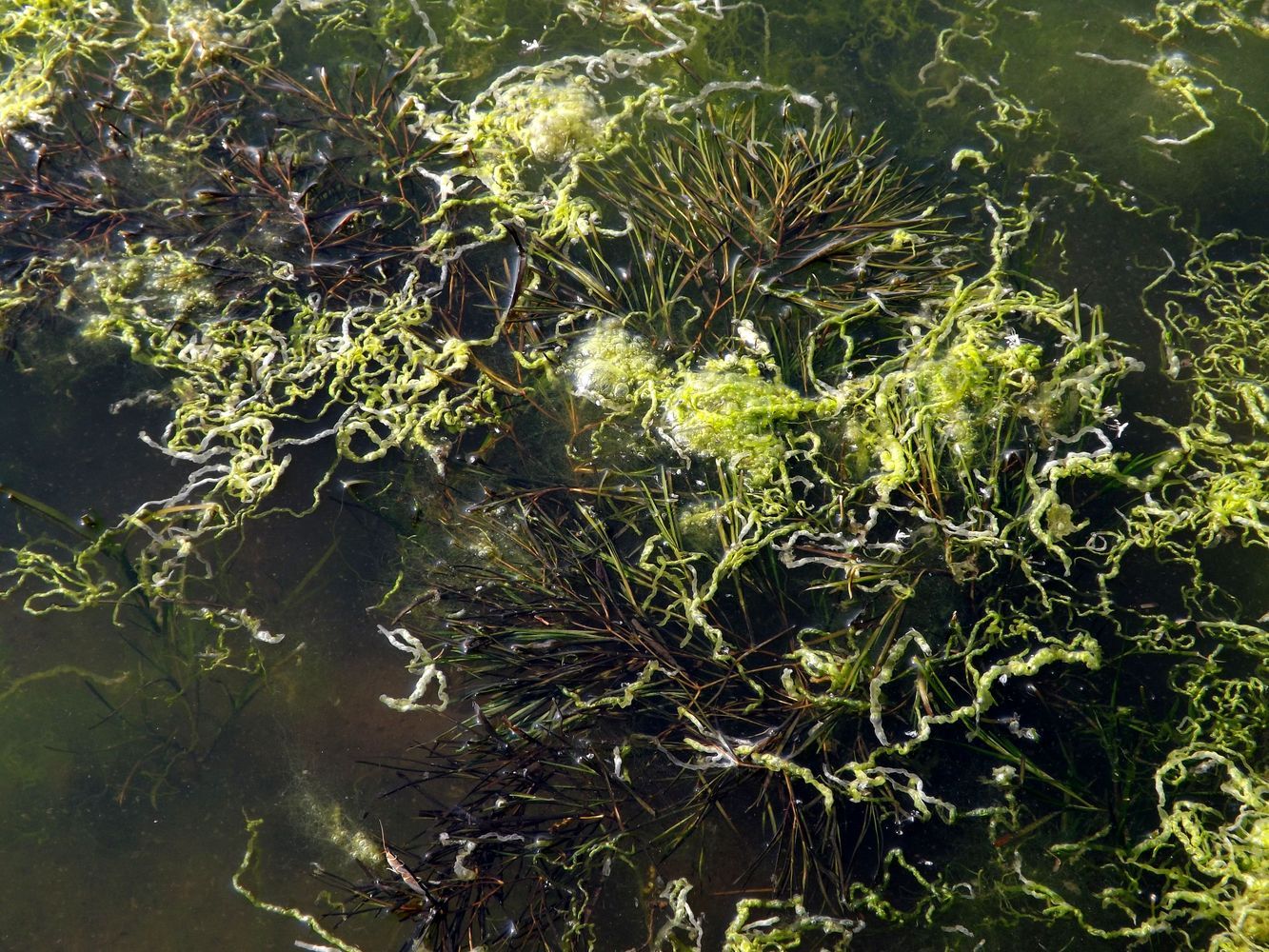 Image of Potamogeton macrocarpus specimen.