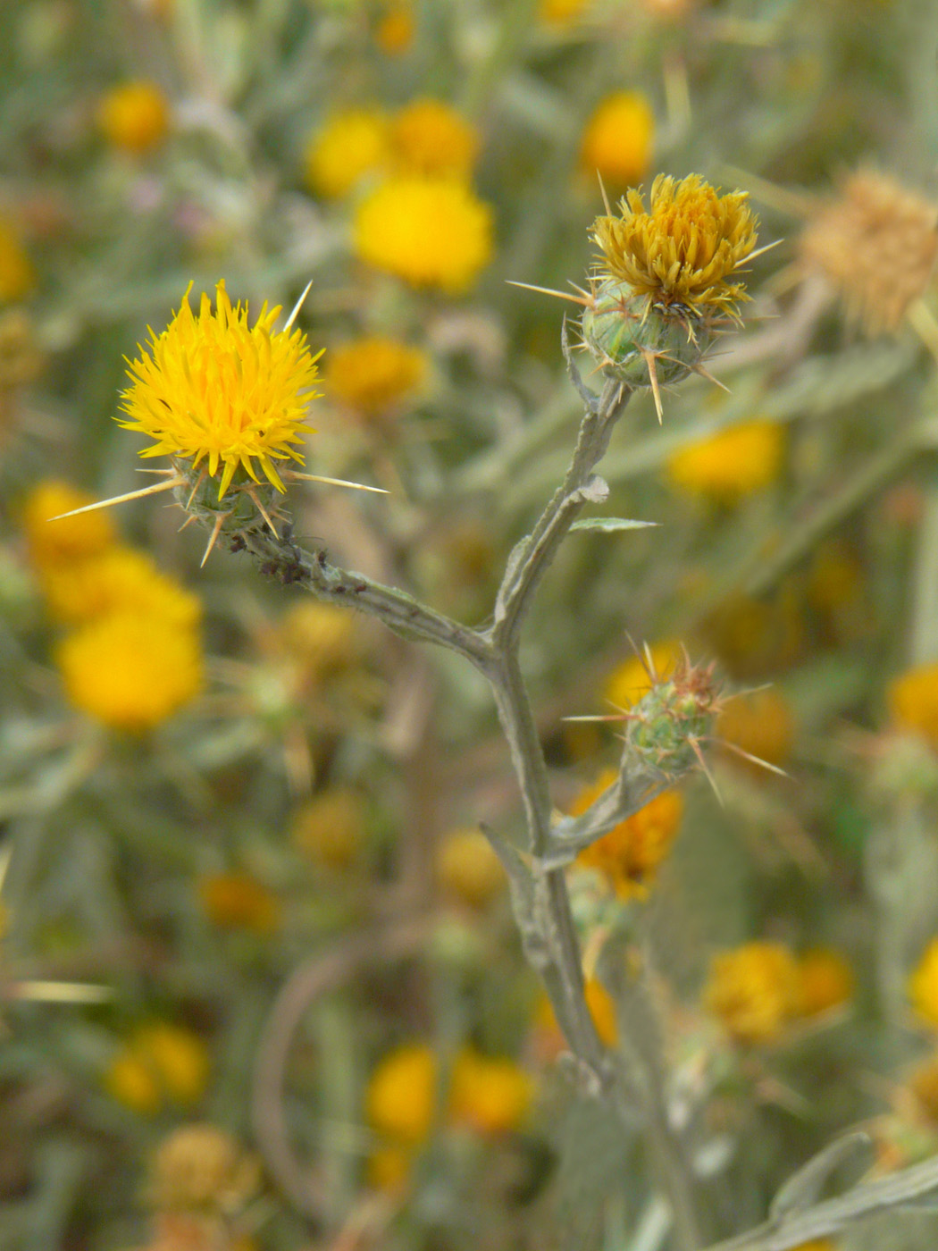 Изображение особи Centaurea solstitialis.