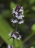 Thymus ovatus. Верхушка цветущего растения. Пермский край, г. Пермь, Кировский р-н, цветник, в культуре. 29.07.2017.