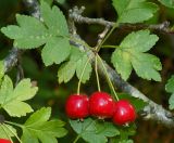 Crataegus microphylla