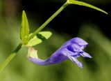 Scutellaria ochotensis