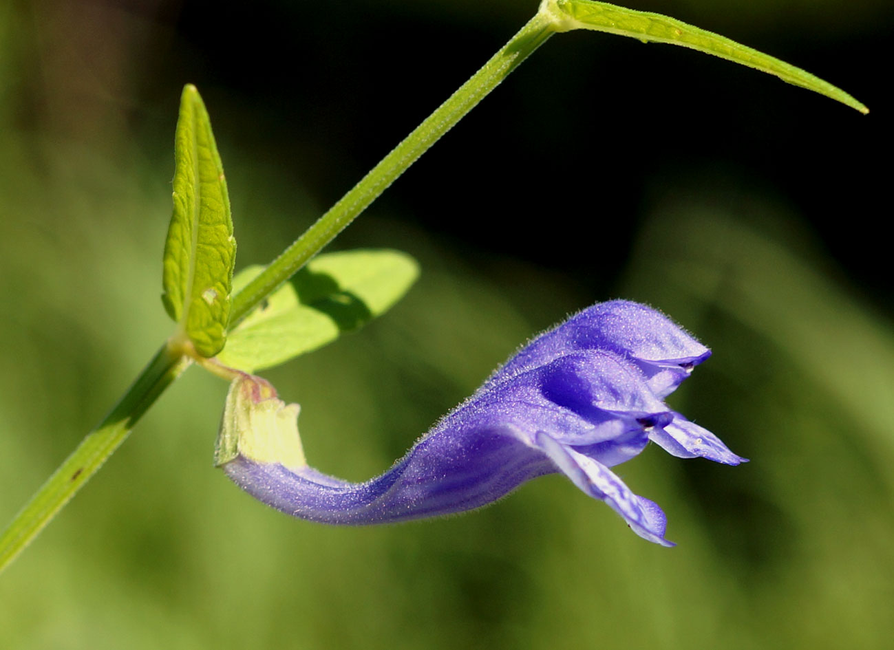 Изображение особи Scutellaria ochotensis.