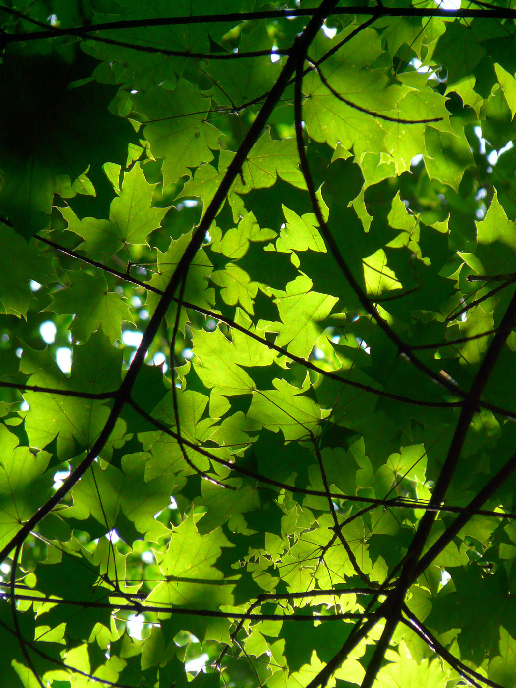 Image of Acer platanoides specimen.