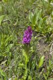 Dactylorhiza euxina. Цветущее растение. Кабардино-Балкария, Эльбрусский р-н, гора Чегет, выс. 2450 м н.у.м. 23.06.2008.