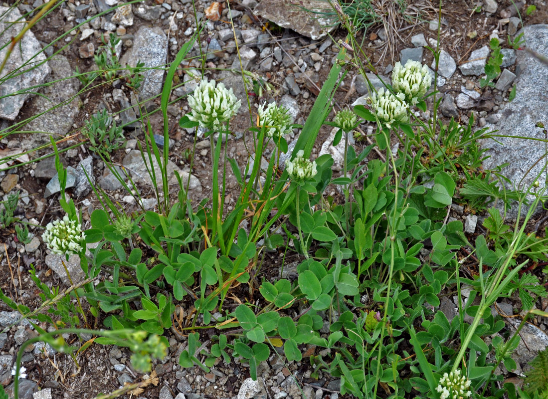 Image of Trifolium canescens specimen.